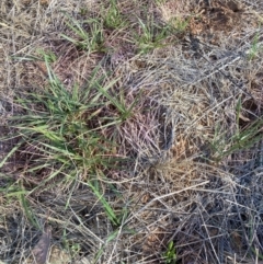 Nassella neesiana at Mount Majura - 27 Nov 2023