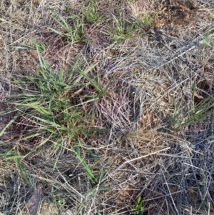 Nassella neesiana at Mount Majura - 27 Nov 2023 05:40 PM