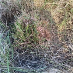 Nassella neesiana at Mount Majura - 27 Nov 2023