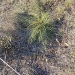 Nassella trichotoma (Serrated Tussock) at Mount Majura - 27 Nov 2023 by waltraud