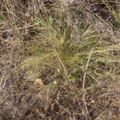 Nassella trichotoma at Mount Majura - 27 Nov 2023