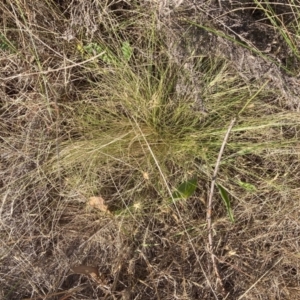 Nassella trichotoma at Mount Majura - 27 Nov 2023 06:16 PM