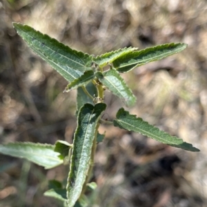 Pavonia hastata at Mount Rogers - 26 Nov 2023