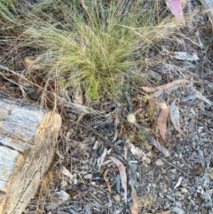 Nassella trichotoma (Serrated Tussock) at Watson, ACT - 27 Nov 2023 by waltraud