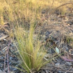 Nassella trichotoma at Mount Majura - 27 Nov 2023 07:18 PM