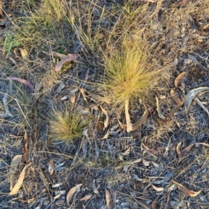 Nassella trichotoma at Mount Majura - 27 Nov 2023 07:18 PM