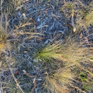 Nassella trichotoma at Mount Majura - 27 Nov 2023 07:18 PM