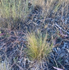 Nassella trichotoma at Mount Majura - 27 Nov 2023 07:19 PM