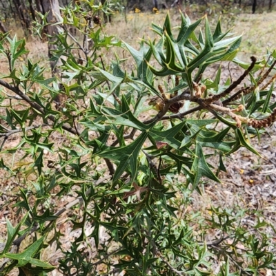 Grevillea ramosissima subsp. ramosissima (Fan Grevillea) at Mount Ainslie - 30 Nov 2023 by HarleyB