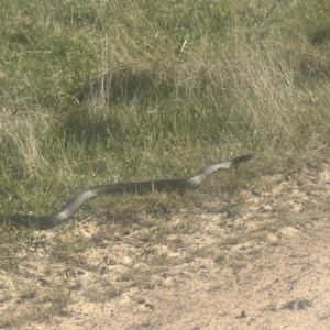 Pseudechis porphyriacus at Namadgi National Park - 17 Nov 2023 04:50 PM