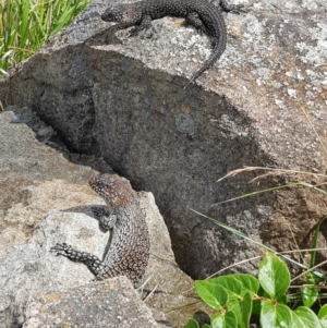 Egernia cunninghami at Cooleman Ridge - 30 Nov 2023 03:32 PM