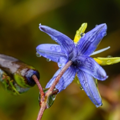 Dianella sp. (Flax Lily) at Wallum - 7 Oct 2023 by mmpix