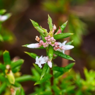 Unidentified Other Shrub at Wallum - 7 Oct 2023 by mmpix