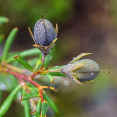 Gompholobium virgatum (Leafy Wedge Pea) at Wallum - 18 Sep 2023 by mmpix