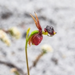 Caleana major (Large Duck Orchid) at Brunswick Heads, NSW - 18 Sep 2023 by mmpix