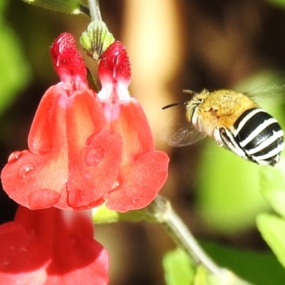 Amegilla (Notomegilla) chlorocyanea (Blue Banded Bee) at Wanniassa, ACT - 29 Nov 2023 by JohnBundock