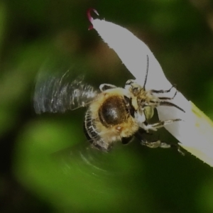 Amegilla (Notomegilla) chlorocyanea at Wanniassa, ACT - 29 Nov 2023