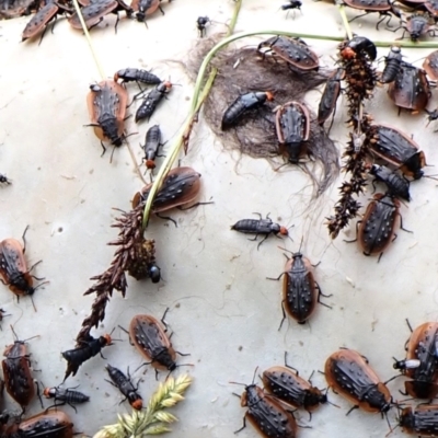 Creophilus erythrocephalus (Devil's coach horse, Rove beetle) at Mount Painter - 29 Nov 2023 by CathB