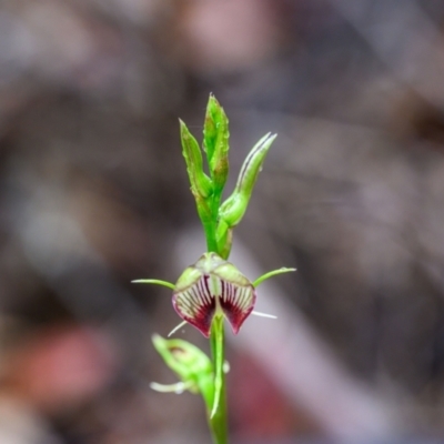 Cryptostylis erecta (Bonnet Orchid) at Wallum - 7 Oct 2023 by mmpix