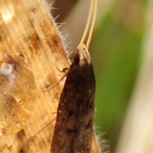 Achoria inopina at Mount Painter - 29 Nov 2023