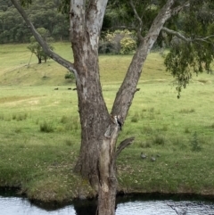 Microcarbo melanoleucos (Little Pied Cormorant) at Alpine Shire - 30 Nov 2023 by jks