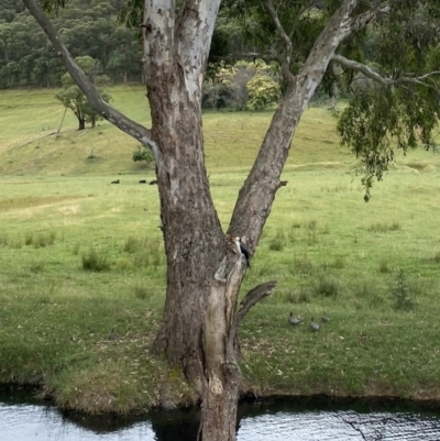 Microcarbo melanoleucos (Little Pied Cormorant) at Alpine Shire - 30 Nov 2023 by jks