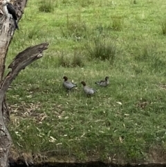 Chenonetta jubata (Australian Wood Duck) at Alpine Shire - 30 Nov 2023 by jks