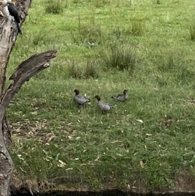 Chenonetta jubata (Australian Wood Duck) at Alpine Shire - 30 Nov 2023 by jks