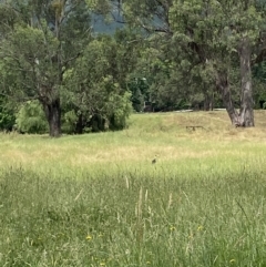 Threskiornis spinicollis (Straw-necked Ibis) at Alpine Shire - 28 Nov 2023 by jks