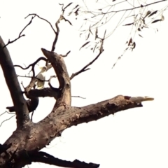 Callocephalon fimbriatum (identifiable birds) (Gang-gang Cockatoo (named birds)) at Mount Painter - 29 Nov 2023 by CathB