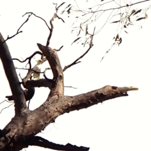 Callocephalon fimbriatum (identifiable birds) at Cook, ACT - 29 Nov 2023