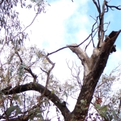 Callocephalon fimbriatum (identifiable birds) at Cook, ACT - 29 Nov 2023