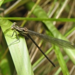 Austroargiolestes icteromelas at Tidbinbilla Nature Reserve - 26 Nov 2023