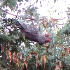 Callocephalon fimbriatum (Gang-gang Cockatoo) at Cook, ACT - 23 Nov 2023 by CathB