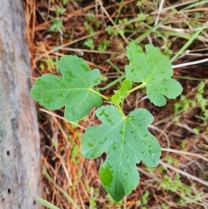 Ficus carica at Isaacs Ridge - 30 Nov 2023 05:02 PM