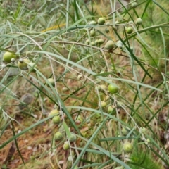 Trichilogaster sp. (genus) (Acacia gall wasp) at Isaacs Ridge and Nearby - 30 Nov 2023 by Mike