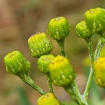 Senecio pterophorus (African Daisy) at Isaacs Ridge and Nearby - 30 Nov 2023 by Mike