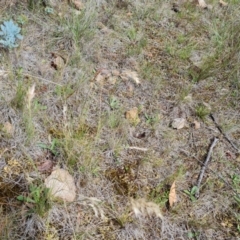 Rytidosperma sp. (Wallaby Grass) at Isaacs, ACT - 30 Nov 2023 by Mike