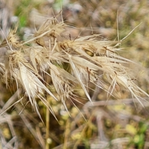 Rytidosperma sp. at Isaacs Ridge and Nearby - 30 Nov 2023