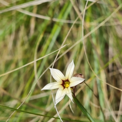 Sisyrinchium micranthum (Blue Pigroot) at Isaacs, ACT - 30 Nov 2023 by Mike