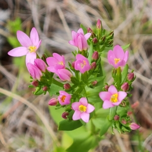 Centaurium erythraea at Isaacs Ridge and Nearby - 30 Nov 2023 04:07 PM