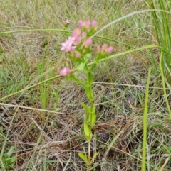 Centaurium erythraea at Isaacs Ridge and Nearby - 30 Nov 2023 04:07 PM