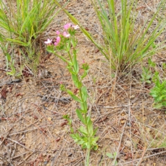 Centaurium erythraea at Isaacs Ridge and Nearby - 30 Nov 2023 04:07 PM