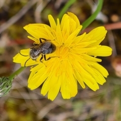 Lasioglossum (Chilalictus) lanarium (Halictid bee) at Isaacs Ridge and Nearby - 30 Nov 2023 by Mike