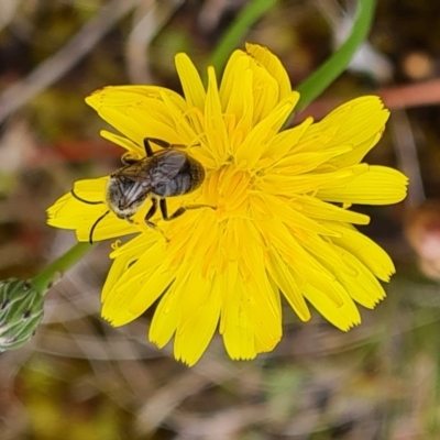 Lasioglossum (Chilalictus) lanarium (Halictid bee) at Isaacs Ridge and Nearby - 30 Nov 2023 by Mike