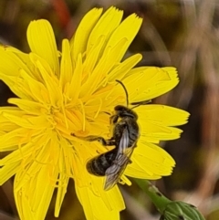 Lasioglossum (Chilalictus) lanarium at Isaacs Ridge and Nearby - 30 Nov 2023