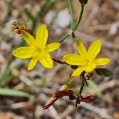 Tricoryne elatior (Yellow Rush Lily) at Isaacs Ridge and Nearby - 30 Nov 2023 by Mike