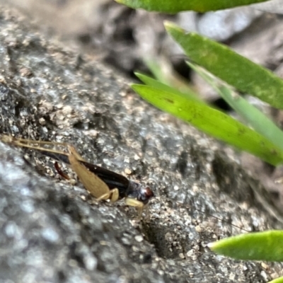 Trigonidium sp. (genus) (A Sword-tail Cricket) at Aranda, ACT - 30 Nov 2023 by Jubeyjubes