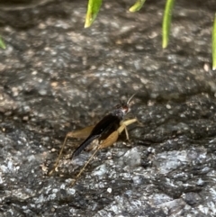 Trigonidium sp. (genus) at Aranda, ACT - 30 Nov 2023 05:18 PM