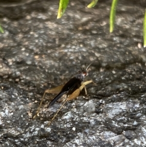 Trigonidium sp. (genus) at Aranda, ACT - 30 Nov 2023